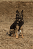 BulletBlocker K9 Shadow Vest