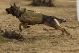 BulletBlocker K9 Shadow Vest