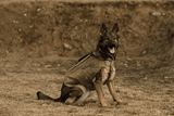 BulletBlocker K9 Shadow Vest