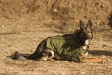 BulletBlocker K9 Shadow Vest
