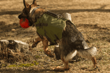 BulletBlocker K9 Shadow Vest