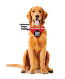 New York Rangers Pet Bandanna Size L - Special Order